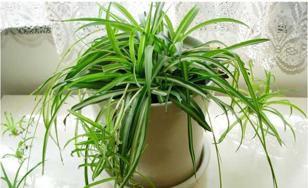 家居风水：植物和屏风使用多注意